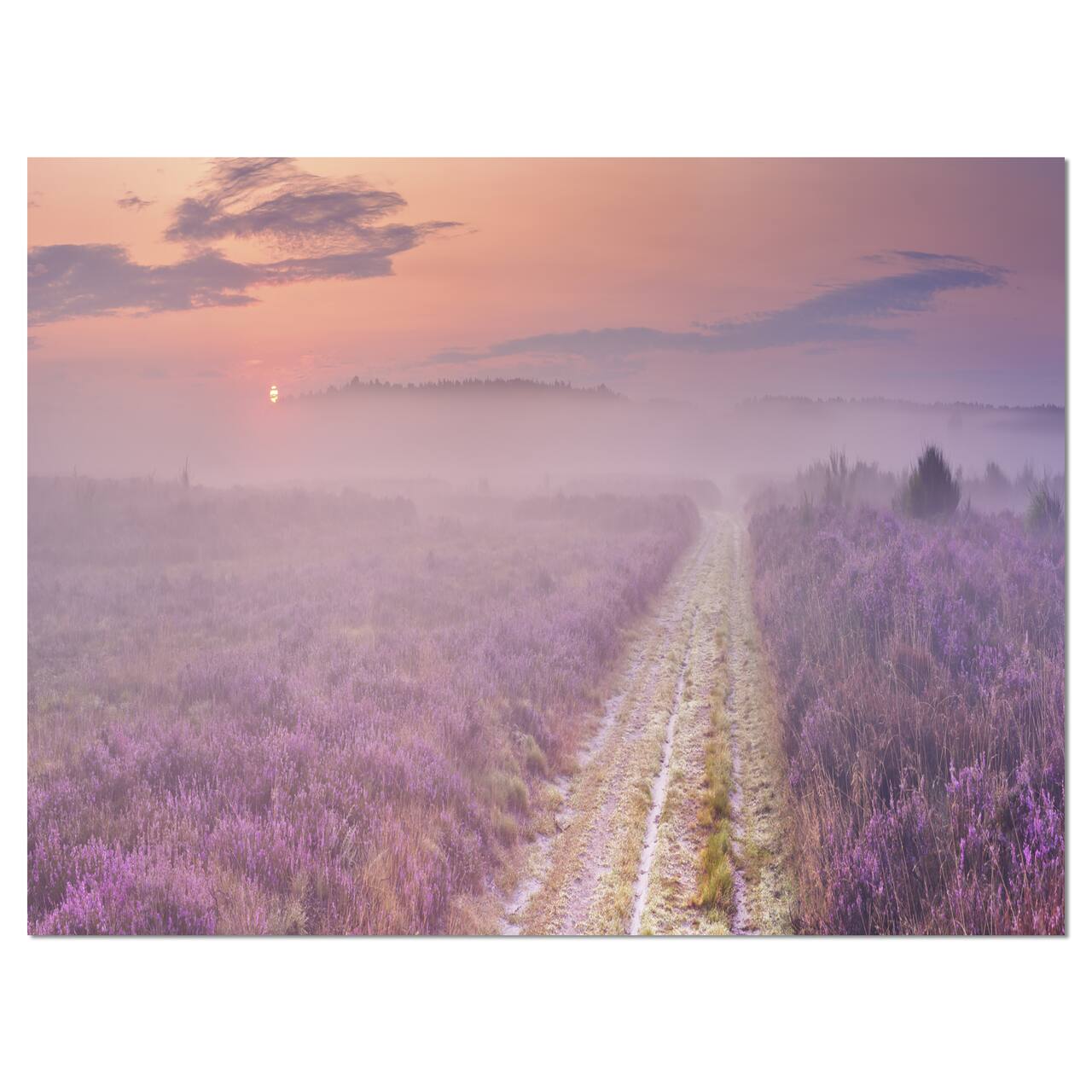 Designart - Path through Blooming Heather - Landscape Canvas Art Print